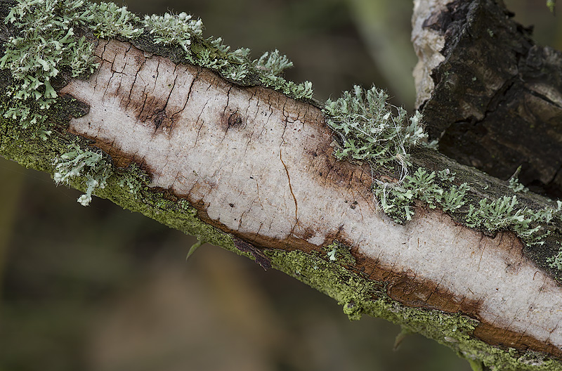 Vuilleminia cystidiata